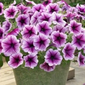 Opera Suprime Purple Vein